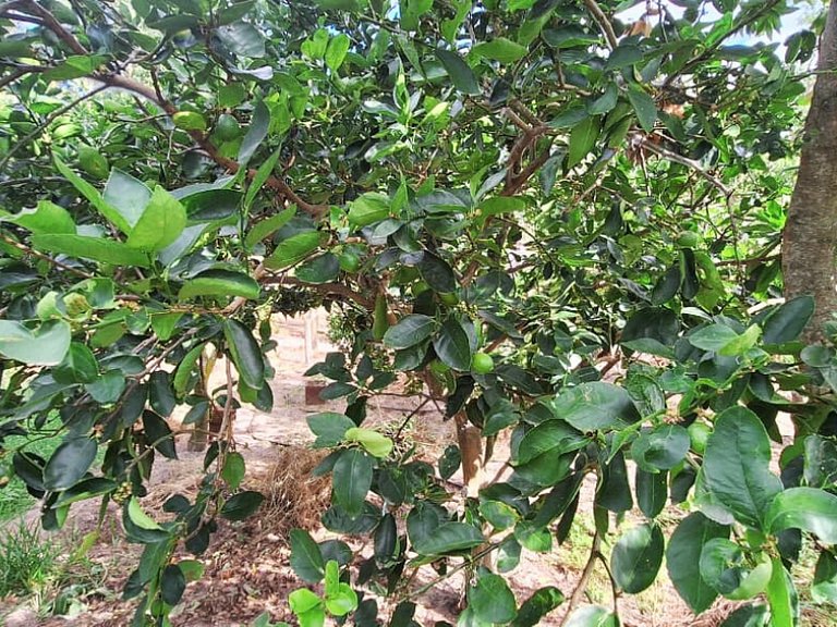 FamiliarIPiscinaICampoIPomarIChurrasqueiraIWi-Fi