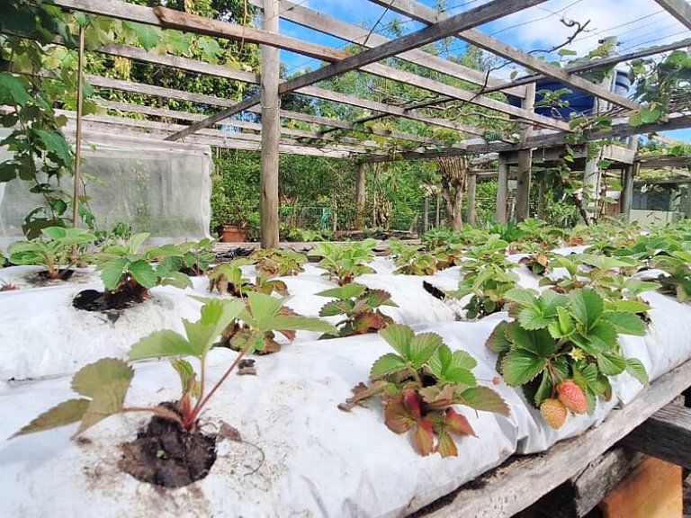 FamiliarIPiscinaICampoIPomarIChurrasqueiraIWi-Fi